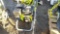 RYOBI PRESSURE WASHER