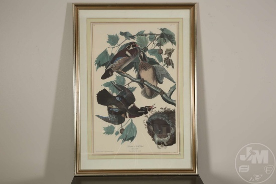 SUMMER OR WOOD DUCK, GROUP #42/PLATE #206, AFTER JOHN JAMES