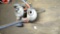 RIDGID K-1500B DRAIN CLEANER ELECTRIC