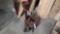 RIDGID