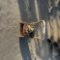 SEWER SNAKE