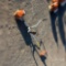 STIHL FS250 WEED WACKER