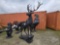 ELK ON STONE