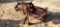 BUSH HOG ROTO TILLER