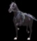 Horse Name:  Sierra Snow; Sired by: Donerail; Dam by:  Keystone Nook; TSS,G