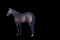 Horse Name:  Moose Prints; Sired by: Perfect Spiral; Dam by:  Hustlin Halfm