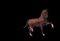 Horse Name:  Verdini; Sired by: Reflex M; Dam by:  Gendrini; Verdini has lo
