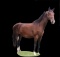 Horse Name:  Elyssa; Sired by: Whiskie ; Dam by:  Urona; A good broodmare,e