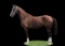 Horse Name:  Dainty Doll; Sired by: Alonzo; Dam by:  Shana; A sweet mare th
