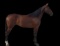 Horse Name:  Odona Of Gideon; Sired by: And Away We Go; Dam by:  Nebraska B