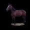 Horse Name:  Morthanaprettyface; Sired by: Sierra Kosmos; Dam by:  Easter A