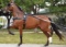 Horse Name:  Total Enjoyment; Sired by: Super Ben Joe; Dam by:  Cherished L