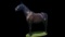 Horse Name:  Delmonica Choice ; Sired by: Rising America ; Dam by:  Doctors