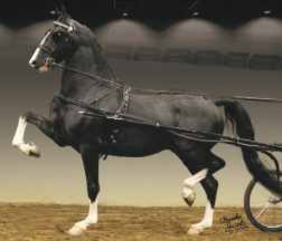 National Breeders Showcase Mare & Stallion Auction
