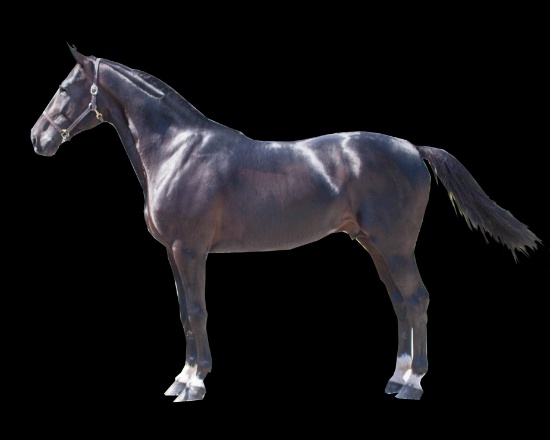 Horse Name:  Up Front Murray; Sired by: Muscle Massive ; Dam by:  Angelina