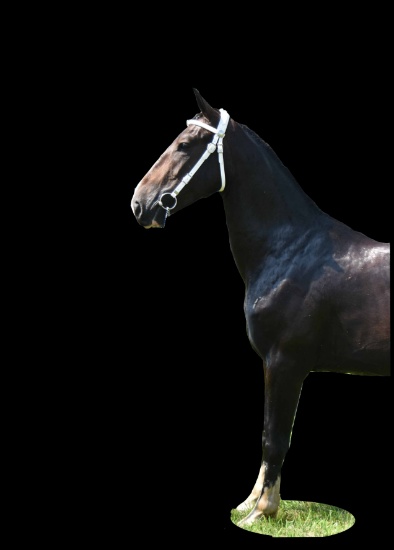 Horse Name:  Jemma BCE; Sired by: Fisher's Firestone; Dam by:  Super Kemma