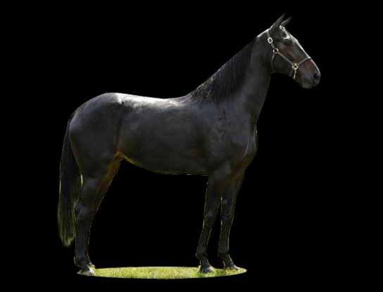 Horse Name:  Trish F.S.A; Sired by: Rex ; Dam by:  ; One serious driving ma