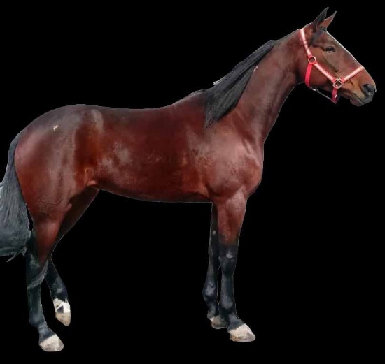 Horse Name:  Miss Perfectending ; Sired by: LockKeeper; Dam by:  Tight End