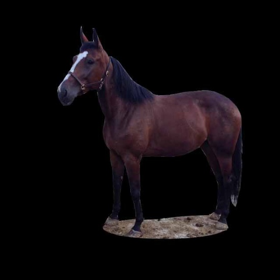 Horse Name:  Morthanaprettyface; Sired by: Sierra Kosmos; Dam by:  Easter A