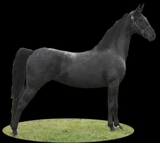 Horse Name:  Black Caviar; Sired by: Santana Hosanna; Dam by:  Factory Girl