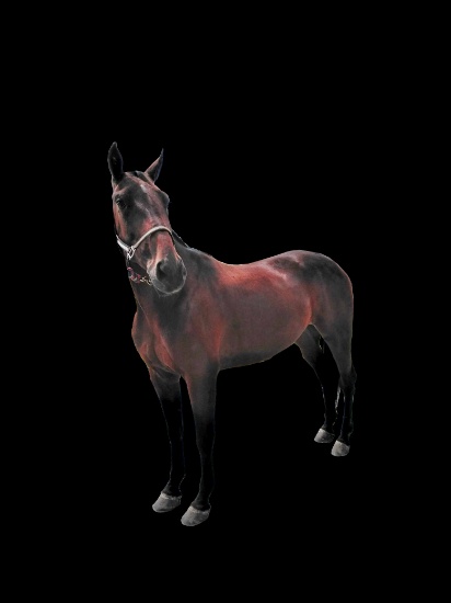 Horse Name:  Show Me The Gate ; Sired by: Southwind Elian ; Dam by:  ; 6 ye