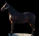 Horse Name:  Lavern And Crazy; Sired by: Crazed; Dam by:  Lavern Lavec ; Ni