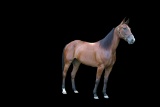 Horse Name:  Jazzy Move ; Sired by: Pinetucky ; Dam by:  Spin Move ; Matern