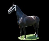 Horse Name:  Irana BCE; Sired by: Departure W; Dam by:  Dorana; Irana is a