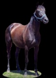Horse Name:  Just Plain Betty ; Sired by: Butta Fuco ; Dam by:  Dark Illusi