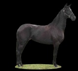 Horse Name:  Belle; Sired by: Rex ; Dam by:  Black Image; In foal to Crazy