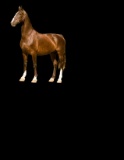 Horse Name:  Wilanka; Sired by: Manno; Dam by:  Rosalie; By the great Manno