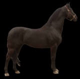 Horse Name:  Rex (Breeding Share); Sired by: Trevor ; Dam by:  Abby ; Produ