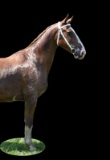 Horse Name:  Dorana; Sired by: Wouter; Dam by:  Porana; Great broodmare. Ea