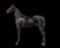 Horse Name:  Crazy Queen; Sired by: Crazy Blue Sky; Dam by:  Flowing Queen;