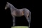 Horse Name:  Miss Gloria - pending; Sired by: Mr. Glory B; Dam by:  Salsa S