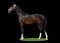 Horse Name:  M M Latijn; Sired by: Colonist ; Dam by:  Unity ; A nice stall