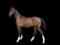 Horse Name:  Southedge Komet; Sired by: MLA Millie's Rocky; Dam by:  Kaydri