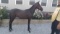 Horse Name:  Exclatter; Sired by: Guida Muscle; Dam by:  Eclat Hall; Good p