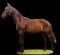 Horse Name:  Maple Lane Kelsey; Sired by: Zorgwijk Jock; Dam by:  Mandisa H