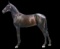 Horse Name:  Gourma Thunder - pending; Sired by: Crazy Blue Sky; Dam by:  G
