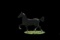 Horse Name:  Corner Stone Stables Lambro; Sired by: Famous V ; Dam by:  Gal