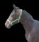 Horse Name:  Noble Dreamer; Sired by: Grogan; Dam by:  Noble Amour; Nice bu