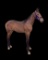 Horse Name:  No Name ; Sired by: Deweycheatumnhowe; Dam by:  Flowing Queen;