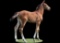 Horse Name:  SSS Litt'l Star; Sired by: Howard Litt'l Man; Dam by:  Benn's