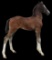 Horse Name:  Cool Whip; Sired by: Fandango ; Dam by:  Hickory Hollow's Kayl