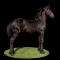 Horse Name:  DaVinci TF; Sired by: Wiebren Fan FC; Dam by:  Farrah la Fee d