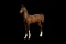 Horse Name:  M.V.A. Gina Doll; Sired by: Hermanus; Dam by:  Rebar Acres Gin