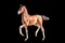 Horse Name:  Mona Lisa; Sired by: Vaandrager ; Dam by:  Gidane; A very pret