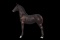 Horse Name:  MJ Acres Lady's Winstonnet; Sired by: Winston; Dam by:  Dutch