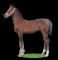 Horse Name:  Malia; Sired by: Vaandrager ; Dam by:  Gabriella; A pretty Vaa